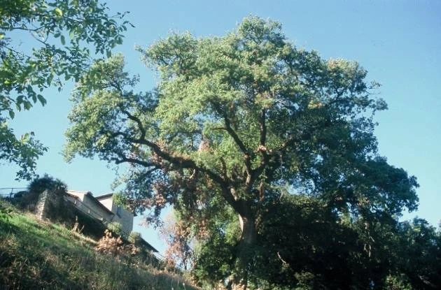 The Quercia di Racciano in full leaf, seen from below next to a stone building