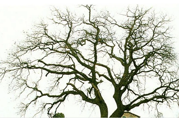 The Quercia di Racciano bare in winter, its branches seen from below against the sky
